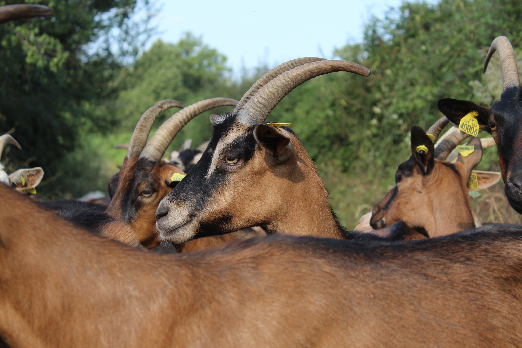 Les Pieds dans l'Herbe