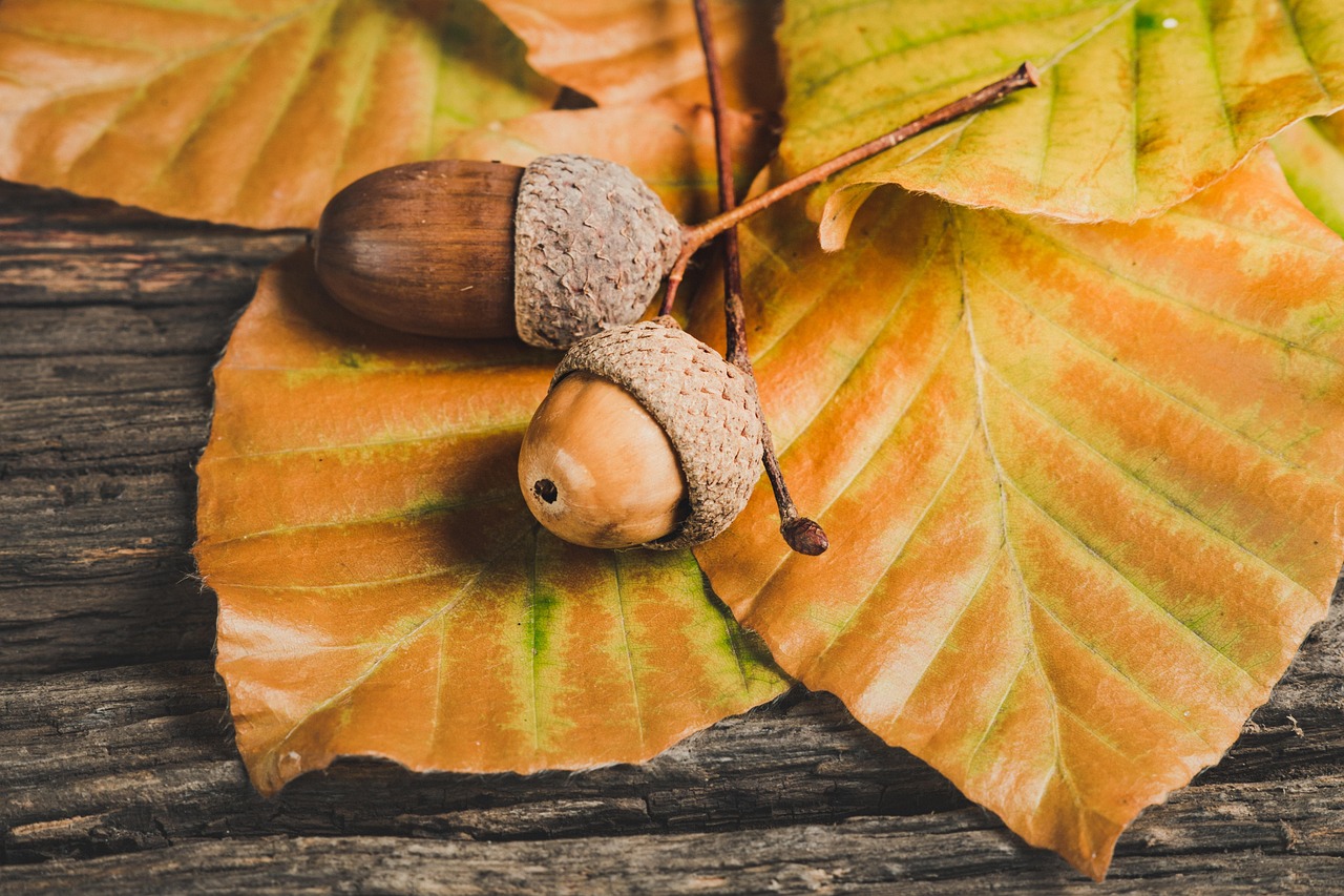 Automne 