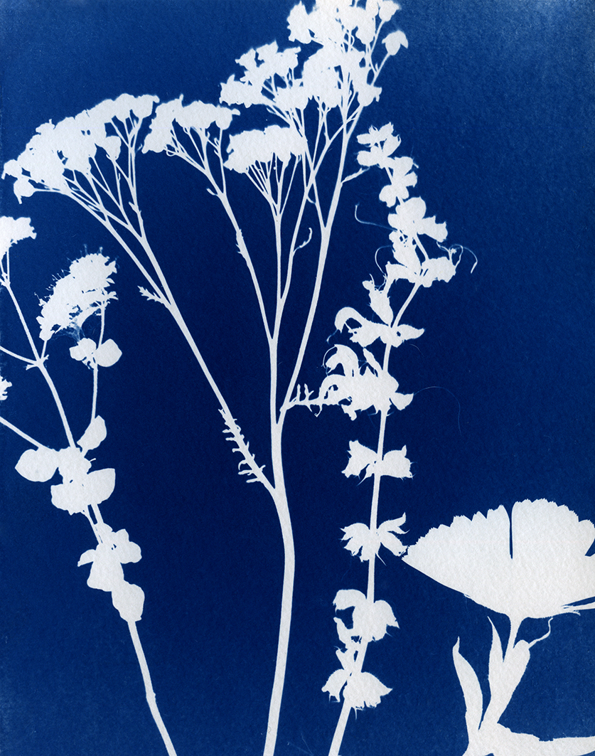 Balade botanique & atelier cyanotypie