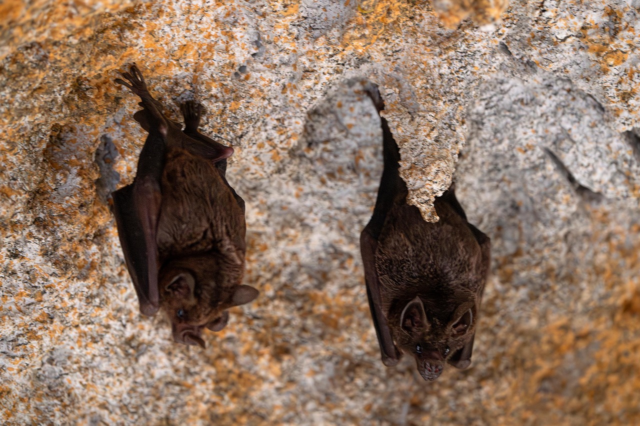 Chauve souris