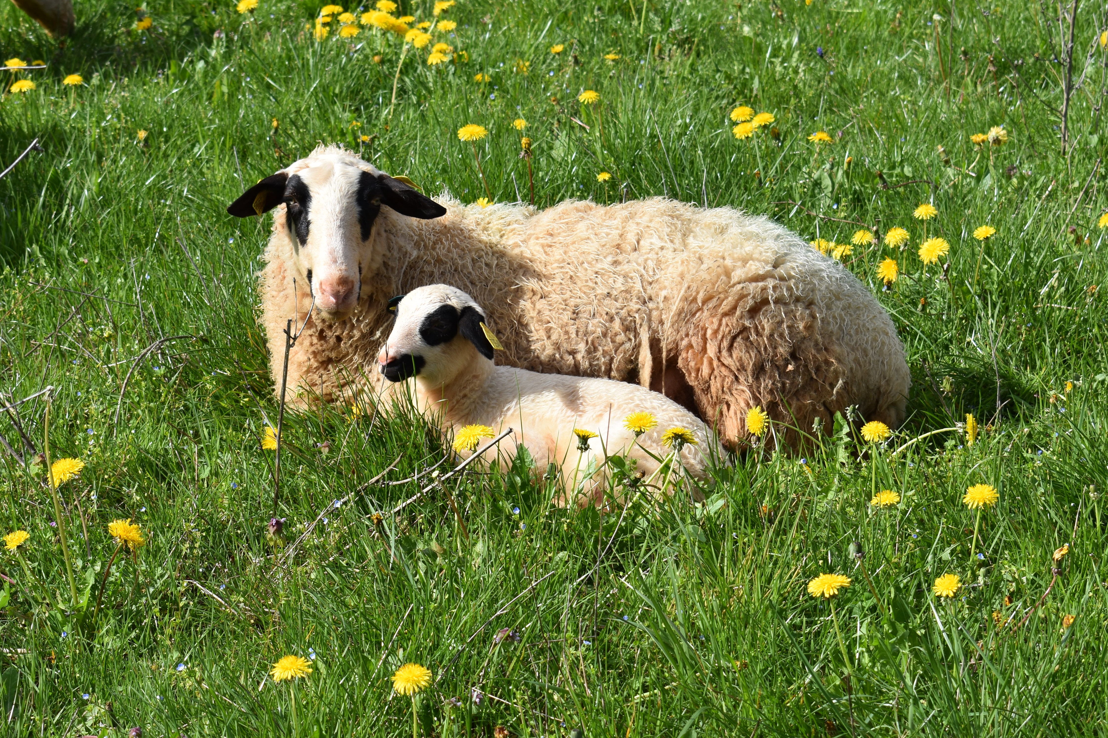 Agneaux Fermiers des Causses du Lot