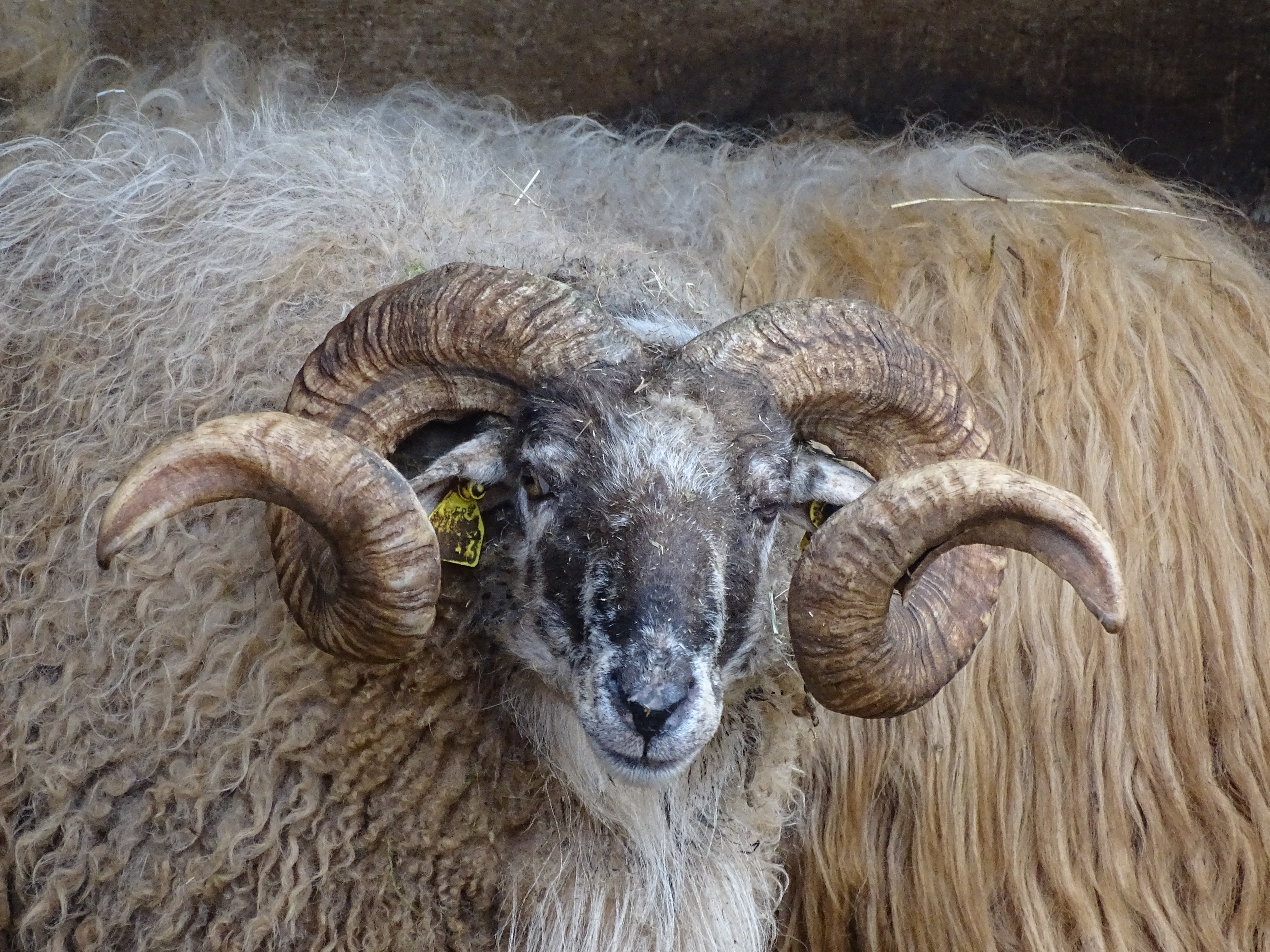 Figeac : Tonte des moutons au Parc animalier : au fil de la laine