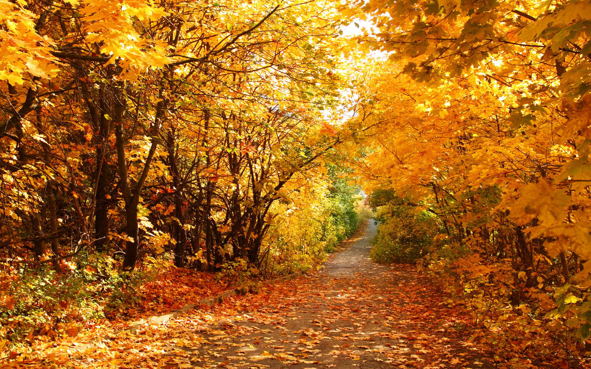 OT GOURDON - Automne Chataigniers foret