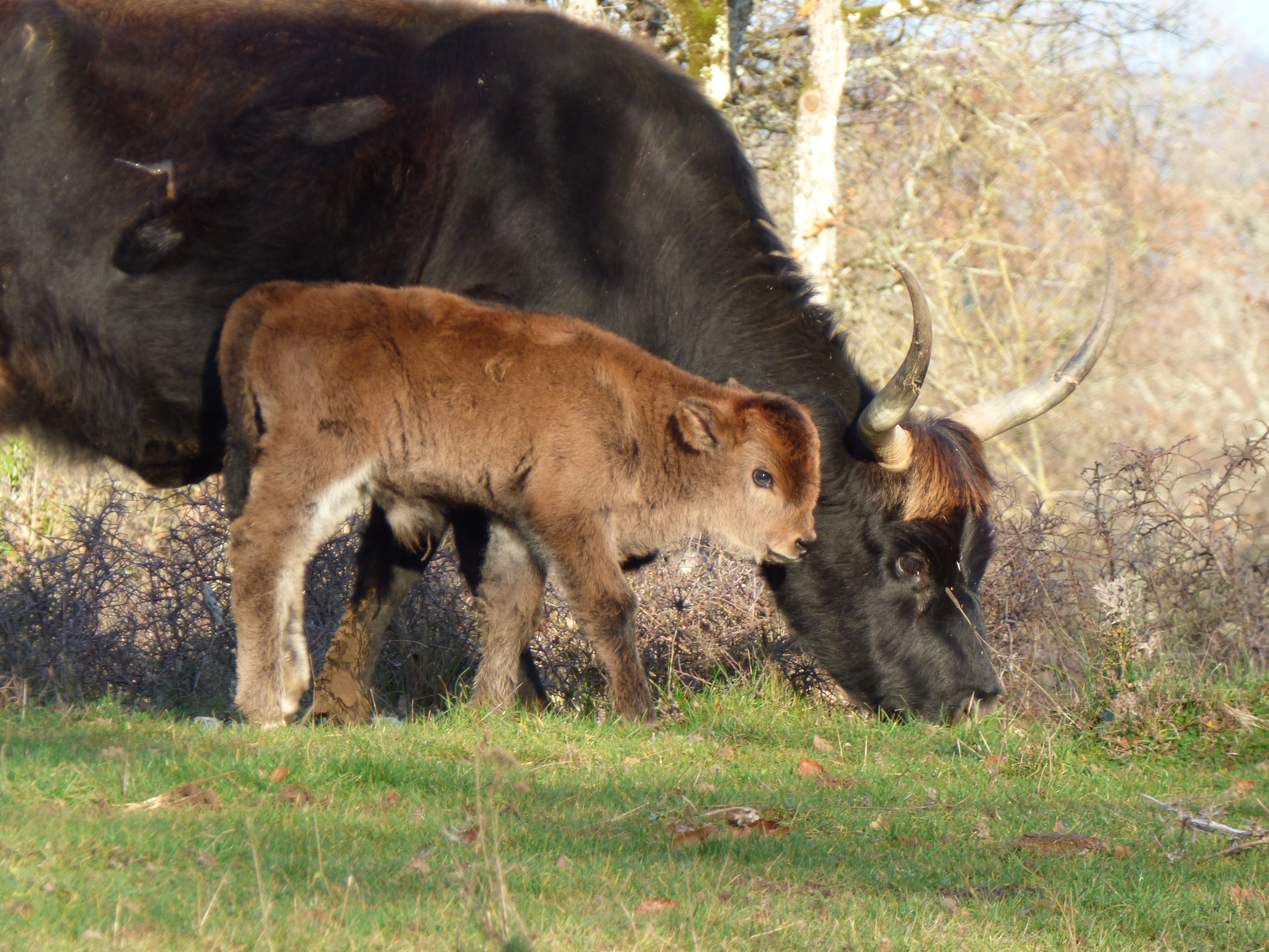 Les Aurochs du Causse