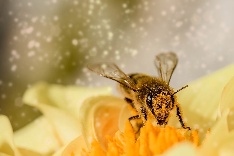 abeille pollinisateurs@Myriams-Fotos_Pixabay
