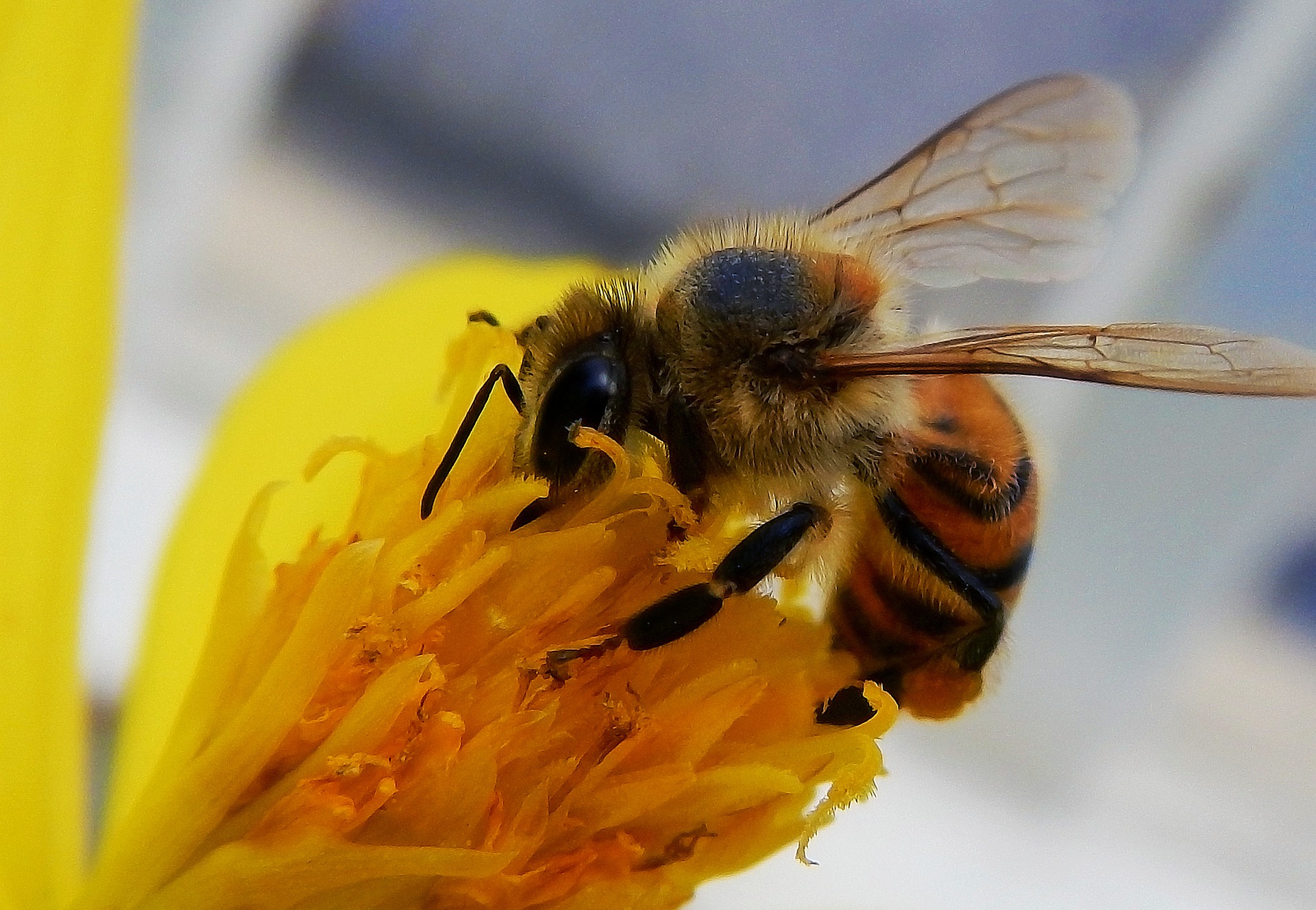 bee-4310006-1920
