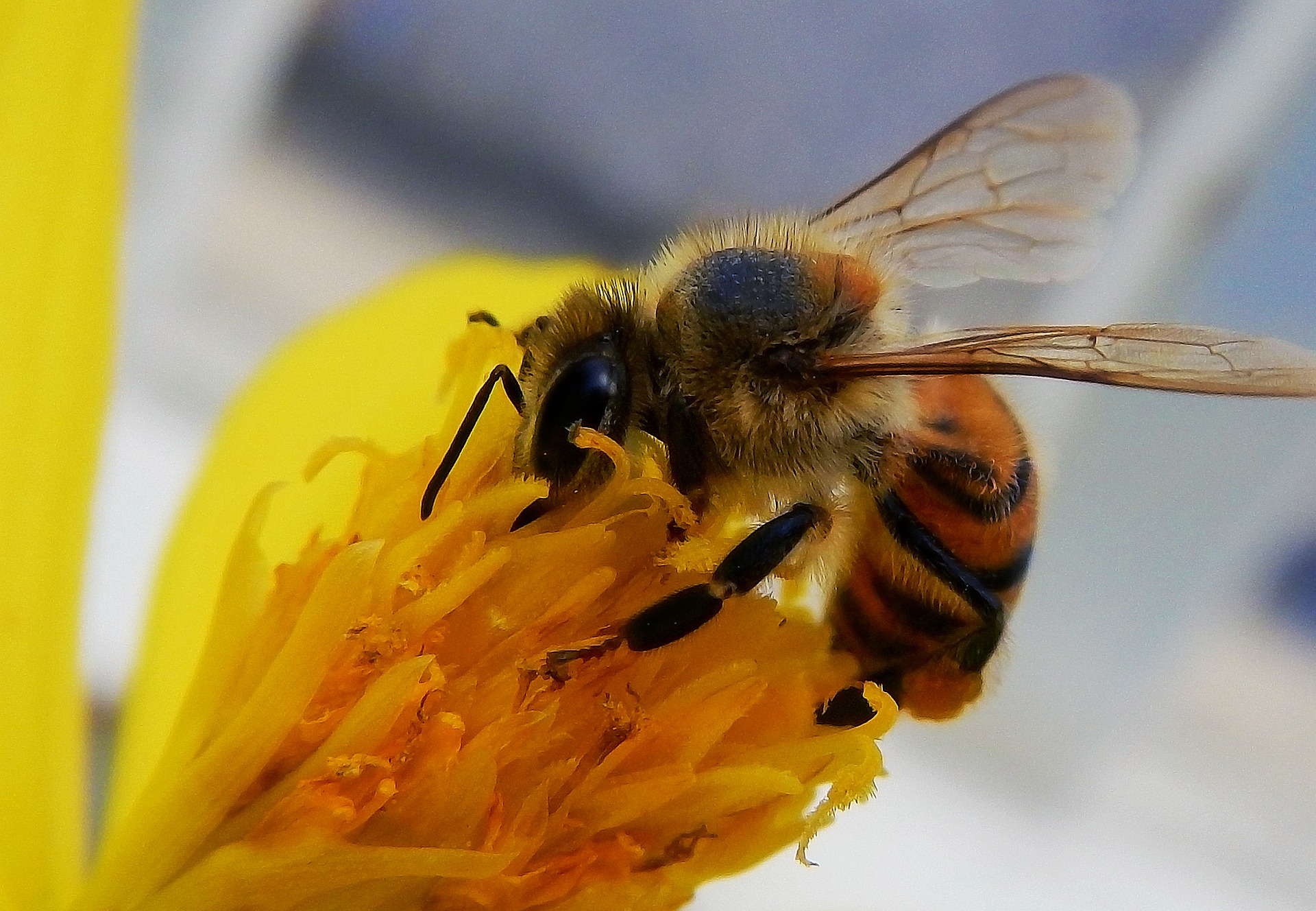 Fête de l'Abeille  France Provence-Alpes-Côte d'Azur Alpes-Maritimes Gourdon 06620