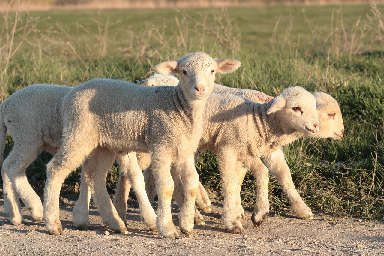 lamb-1265649_1280