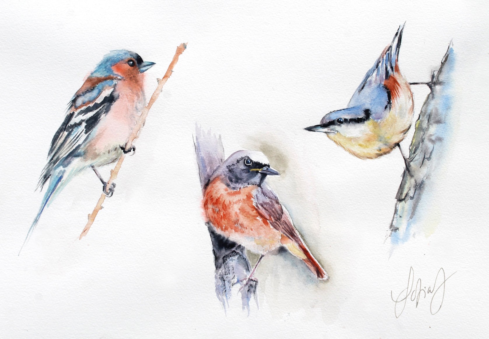 les oiseaux@S.Johannissen