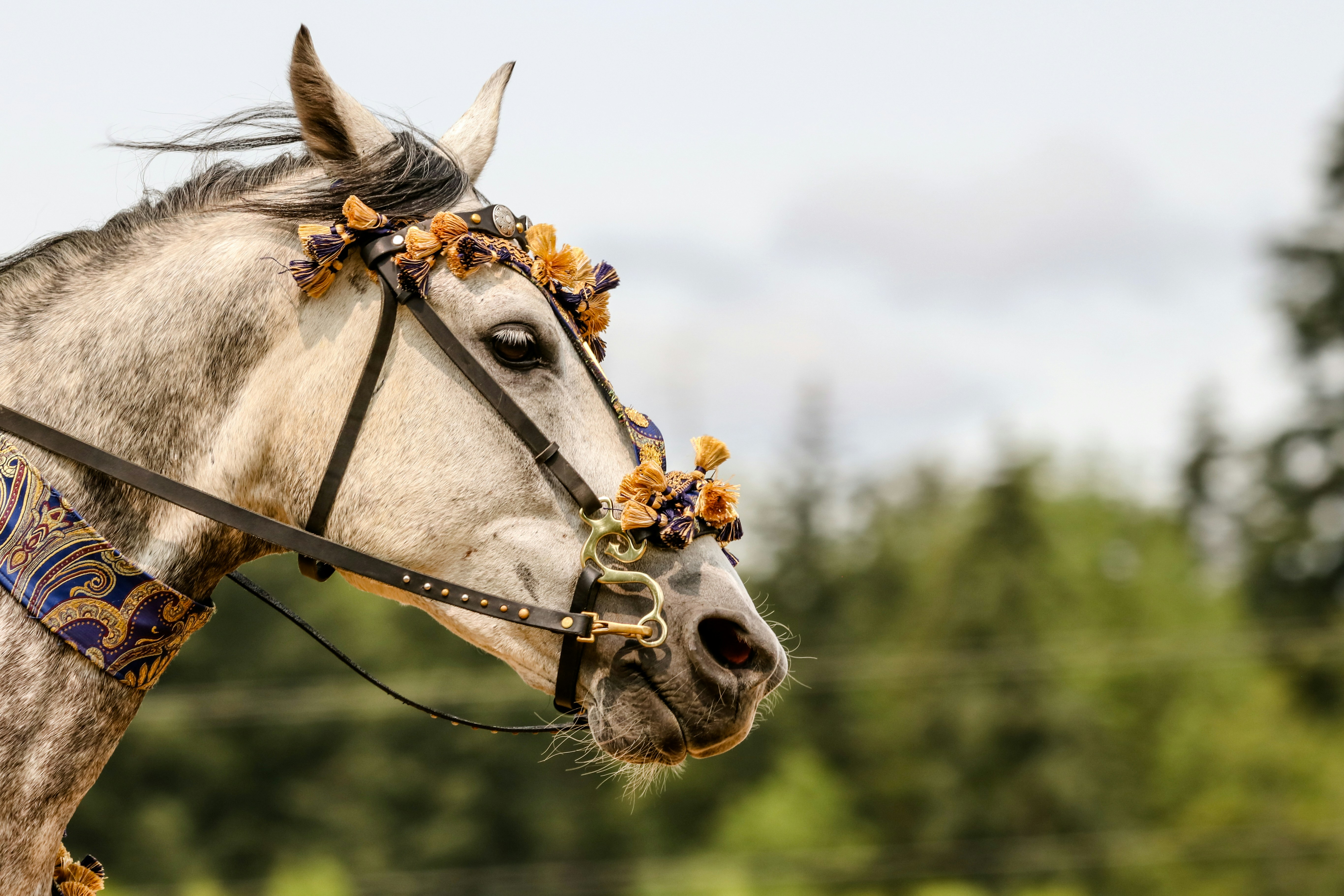 fête du cheval