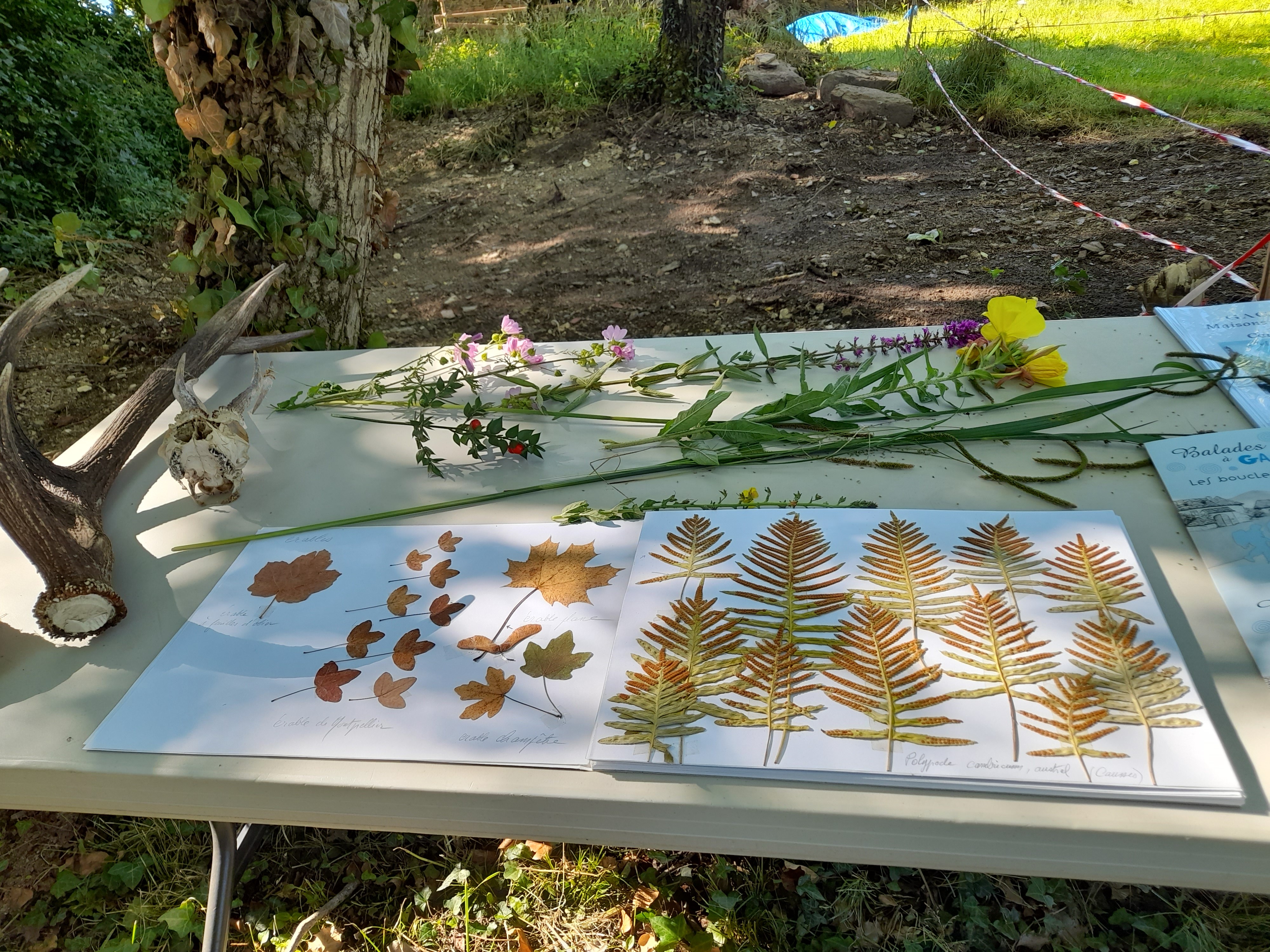 Journée découverte de la flore sauvage comestible  France Occitanie Lot Gagnac-sur-Cère 46130