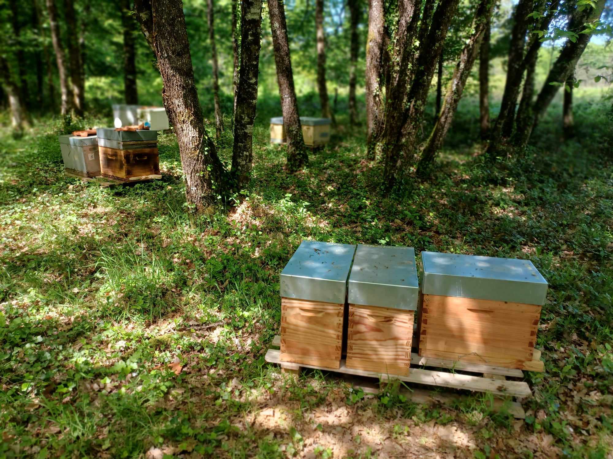 Bee in Lot  France Occitanie Lot Payrignac 46300