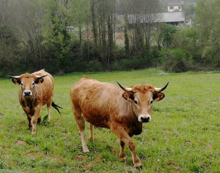 vache aux Arques©Les Ateliers des Arques