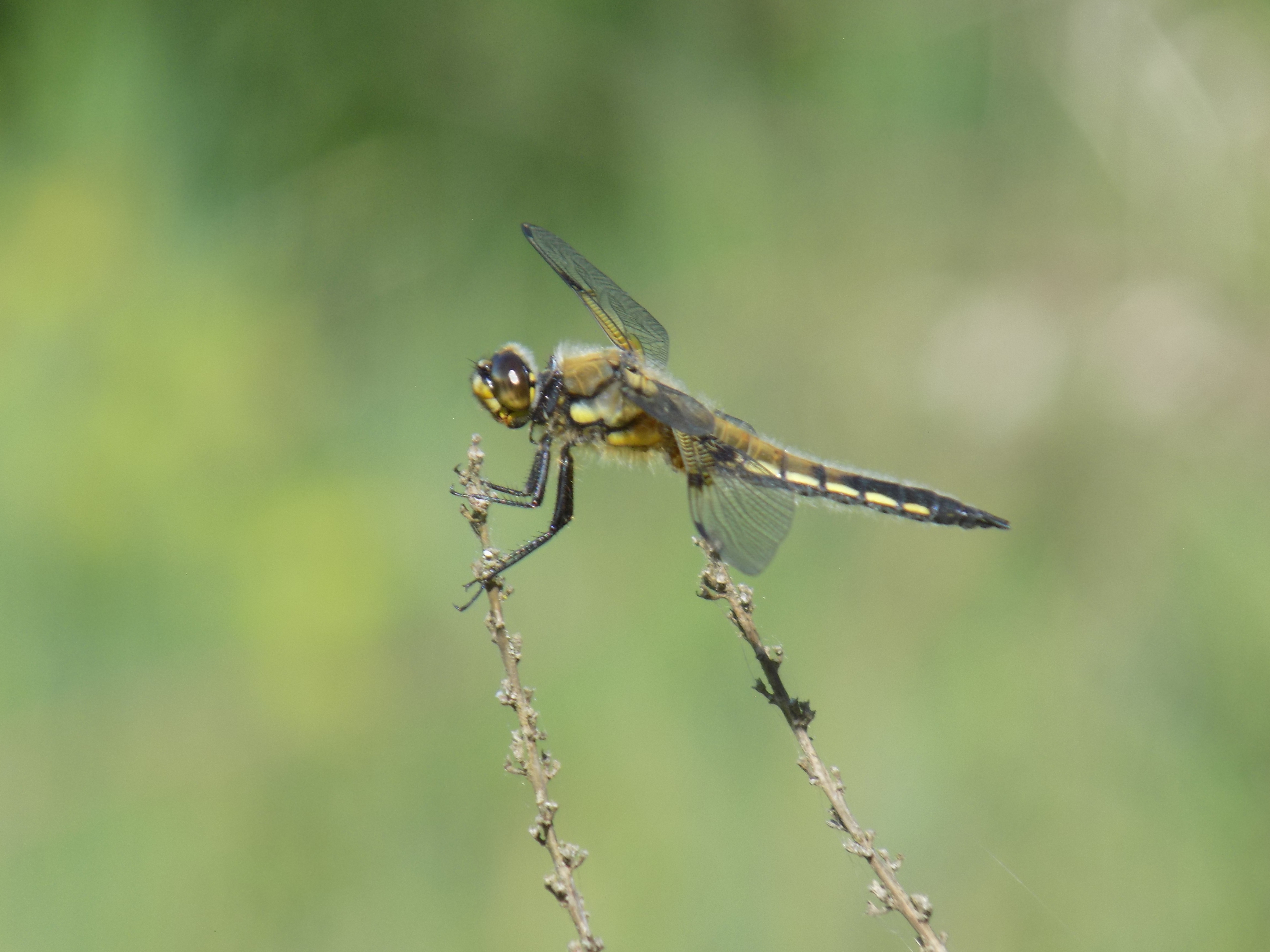 Figeac : Sortie découverte des libellules et de la faune