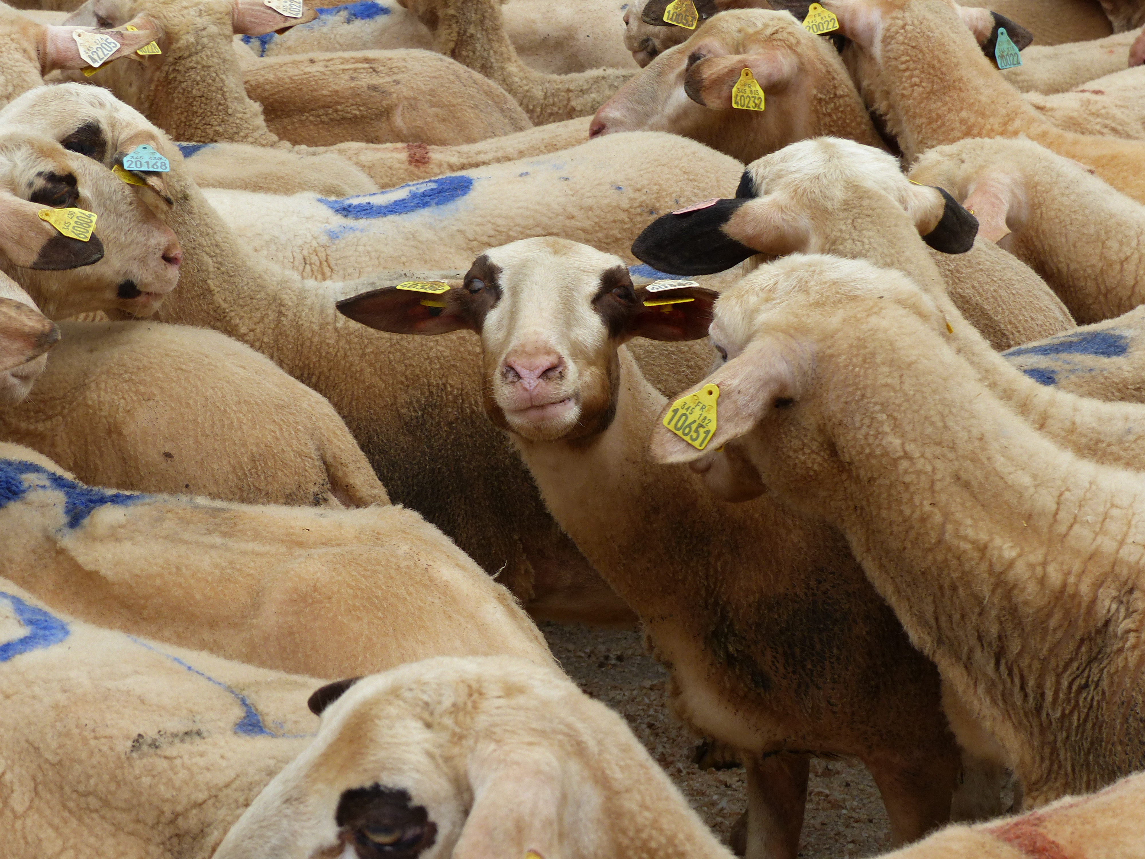 Figeac : Fête de la brebis