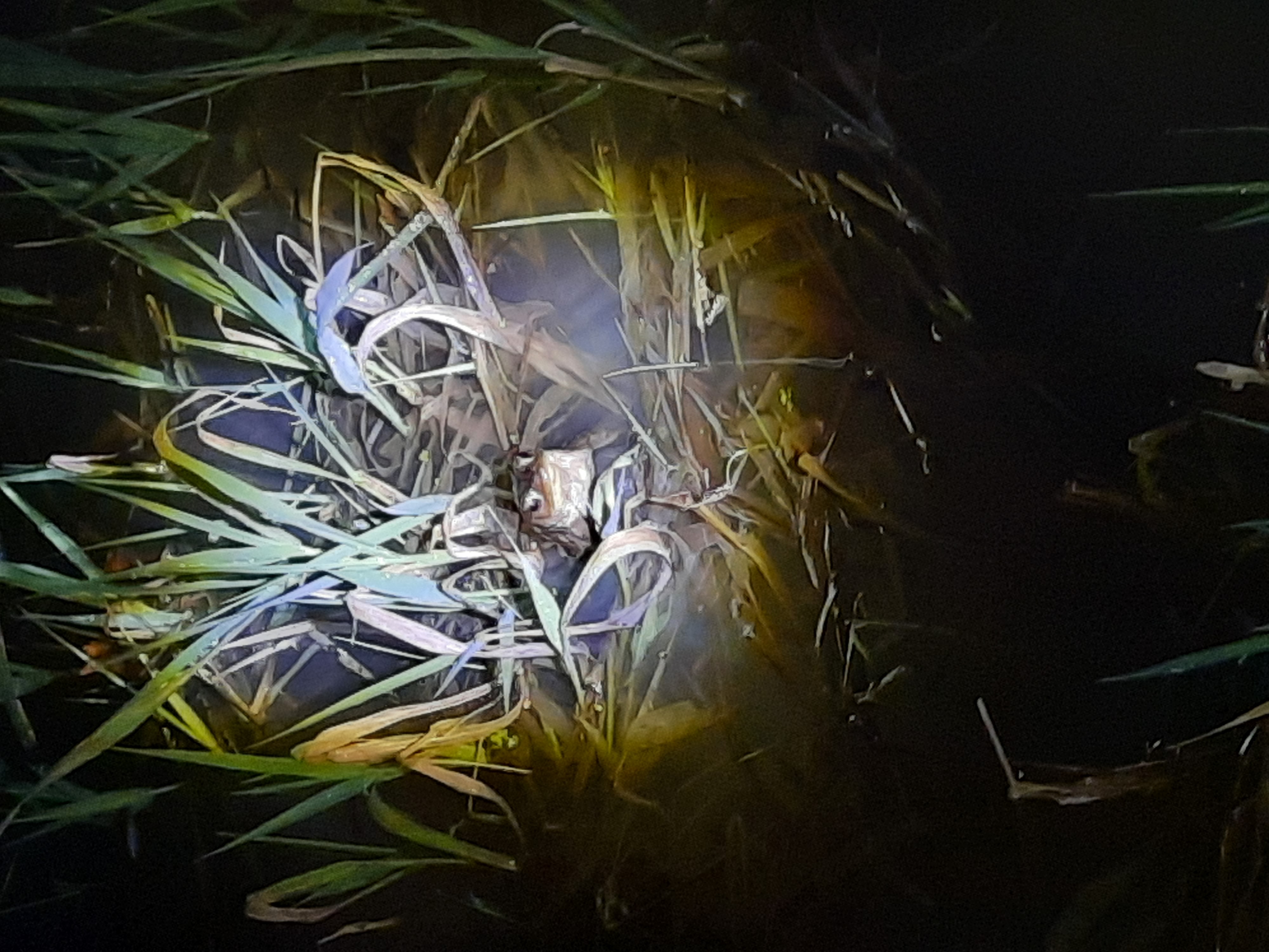Figeac : La Vie Amphibienne Nocturne