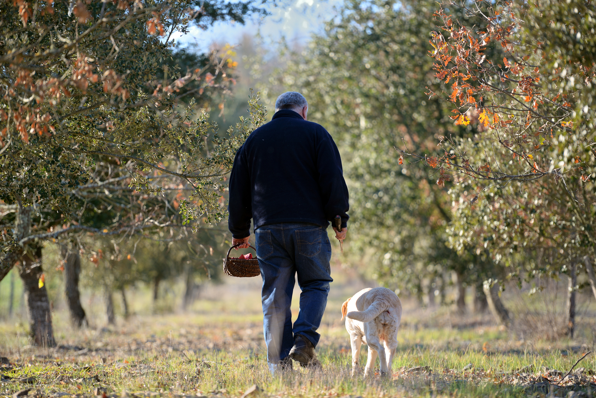 Cavage avec un labrador © Lot Tourisme - M. Taburet