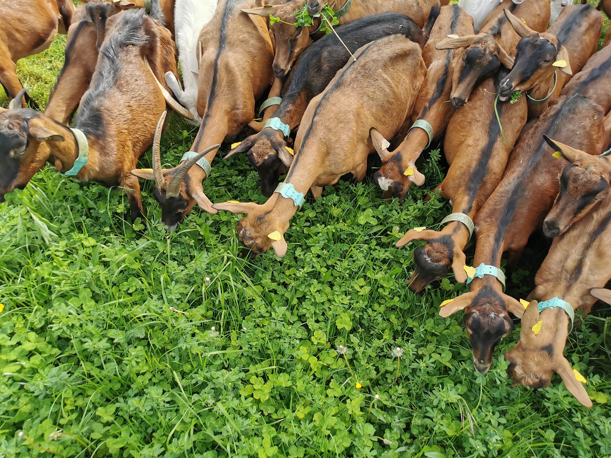 Figeac : Fermes en fête à la fromagerie Lahore