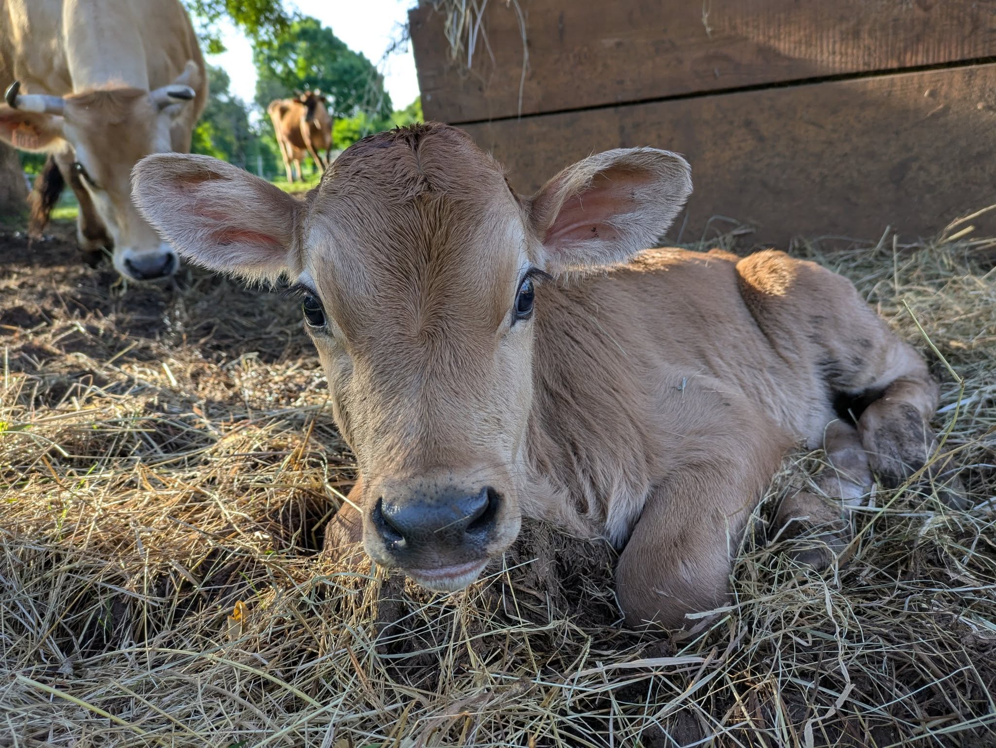 Figeac : Fermes en fête - visite de la ferme 