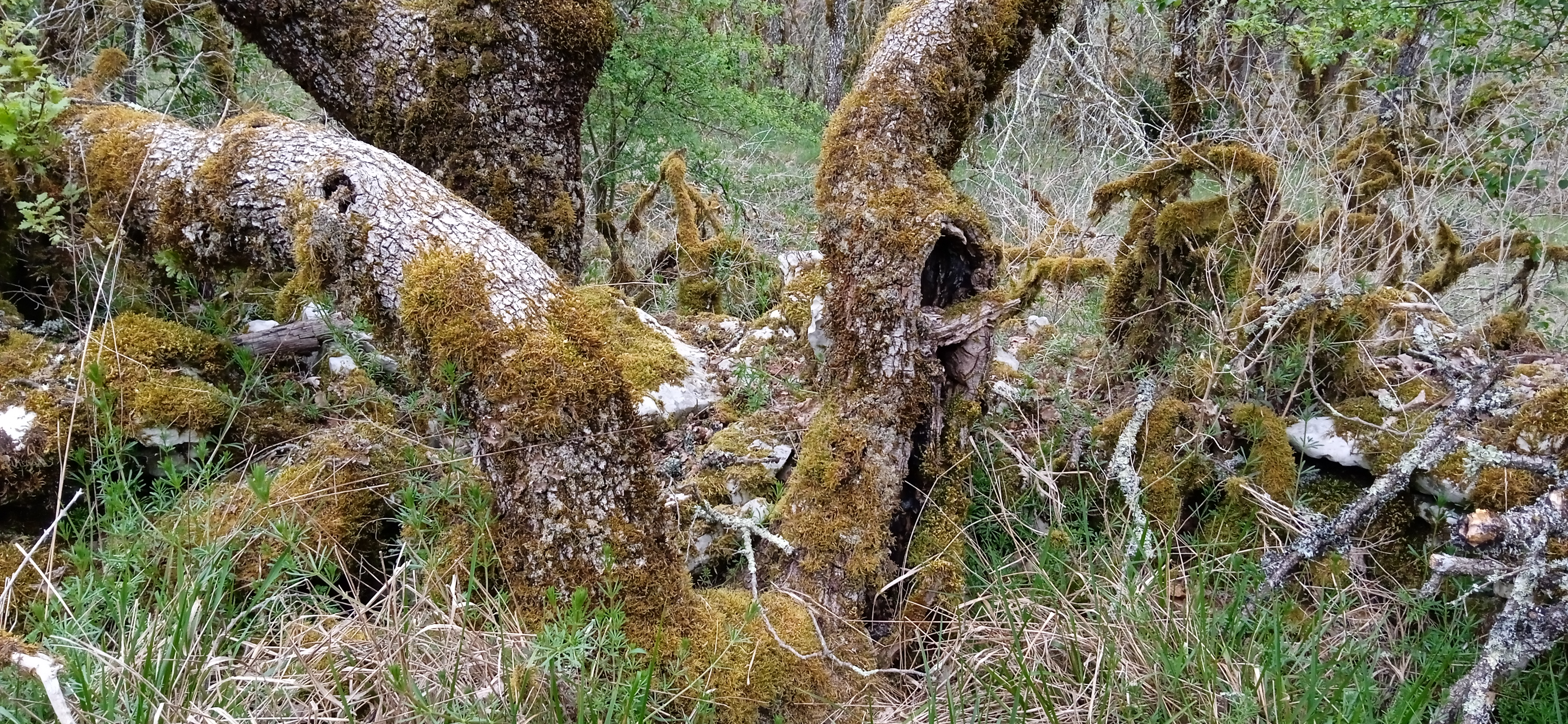Figeac : La forêt crisse - Sortie de résidence - Création 2027
