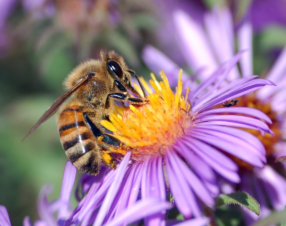 Figeac : Fête du miel, de l'abeille et de la biodiversité