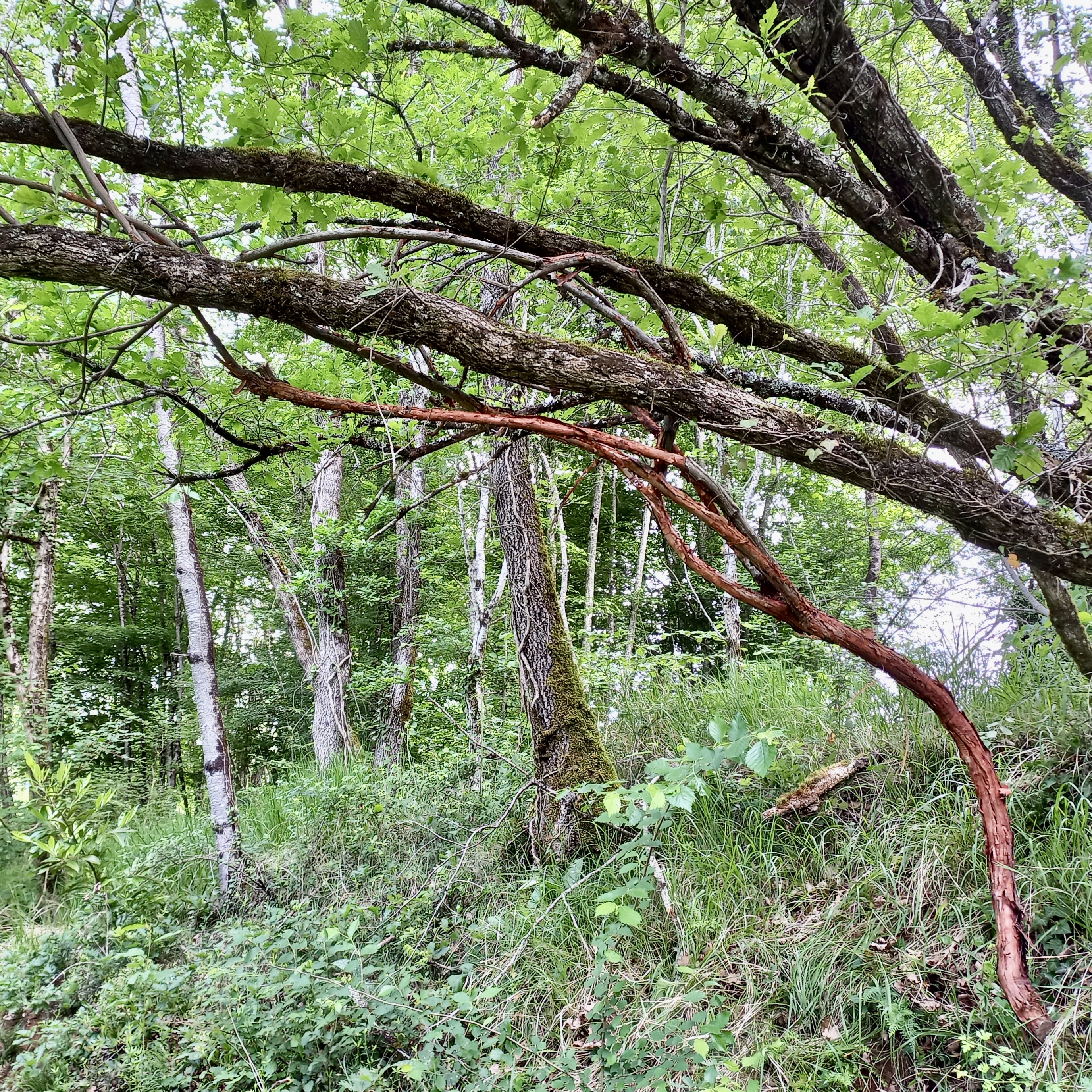 Figeac : L'art dans la Nature, SculpTour 2025