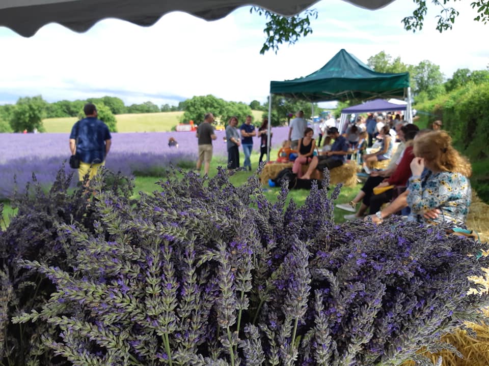 Figeac : Visite d'un champ de lavandes en fleurs