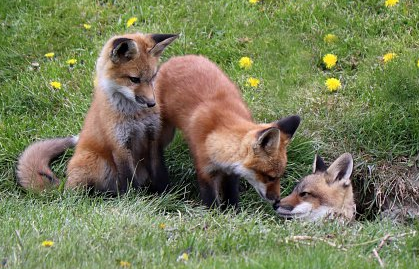Figeac : Découverte du Parc animalier : visite commentée sur les  différences entre renard roux et renard polaire