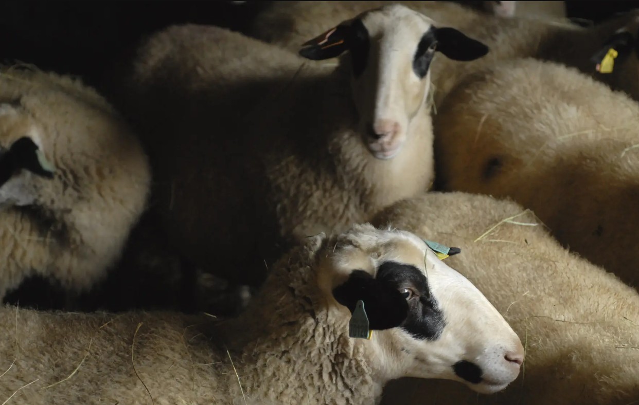 Figeac : Plantes et Cie : marche avec les brebis à Gorses