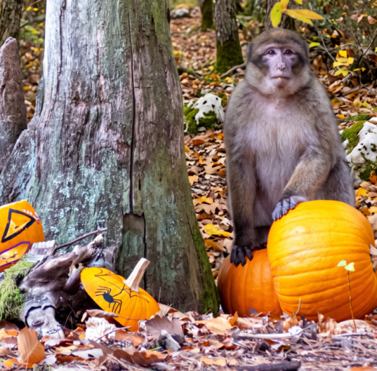 Figeac : Halloween à la Forêt des Singes