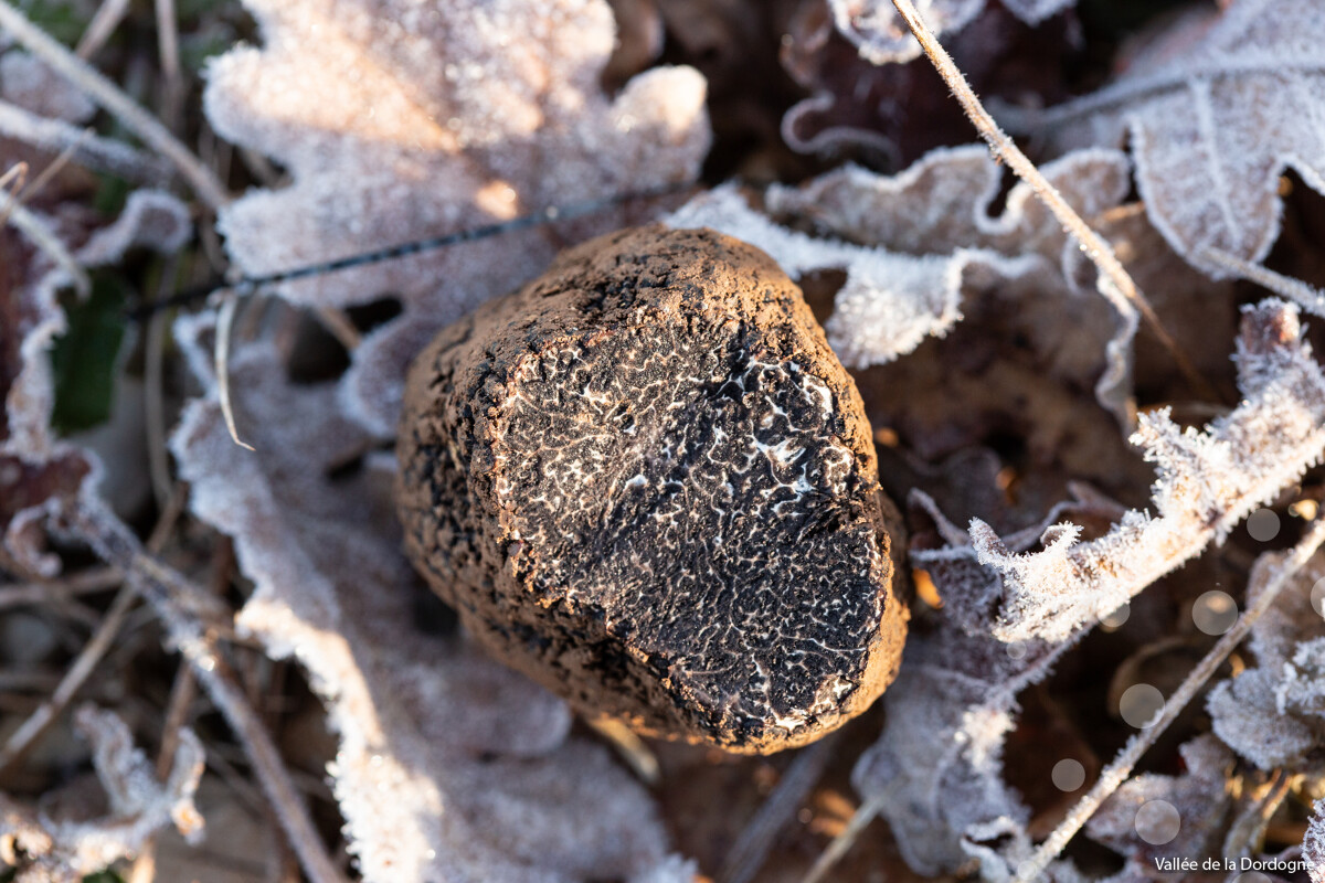 Figeac : Marché aux truffes de Cuzance