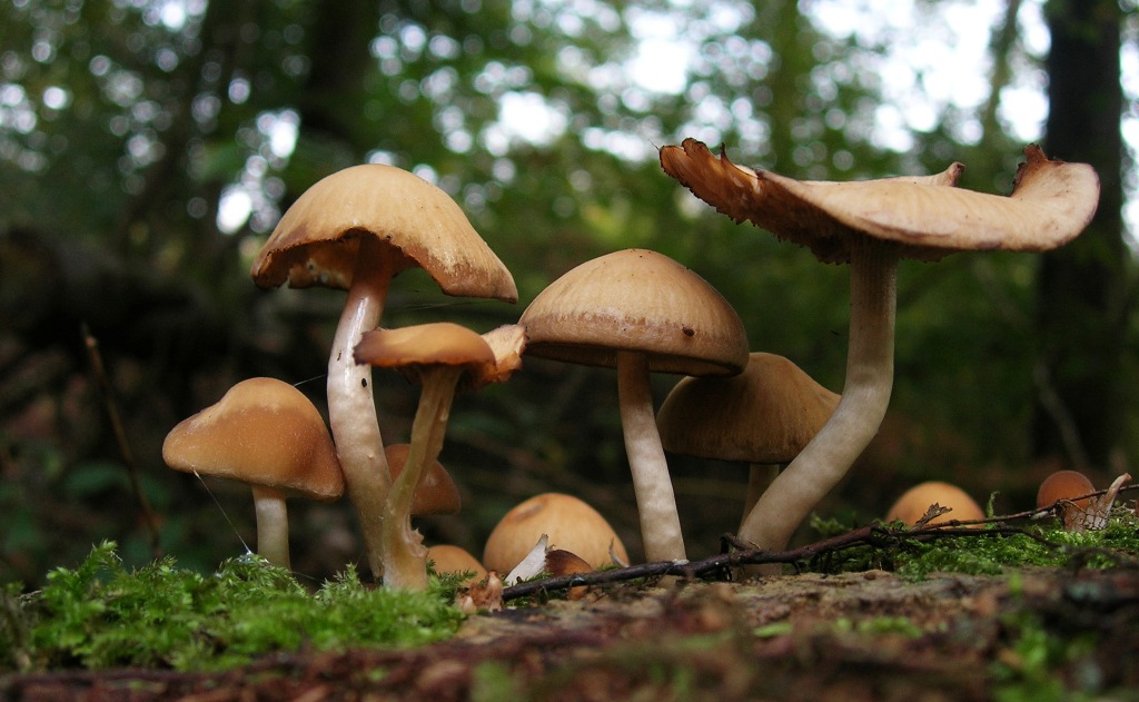 Figeac : Journée des champignons