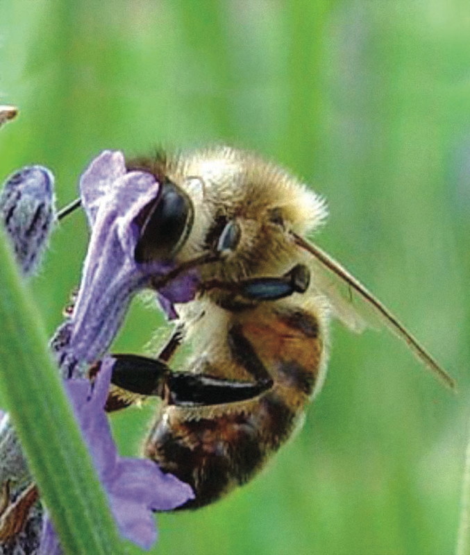 Figeac : Apprenti apiculteur au Parc animalier