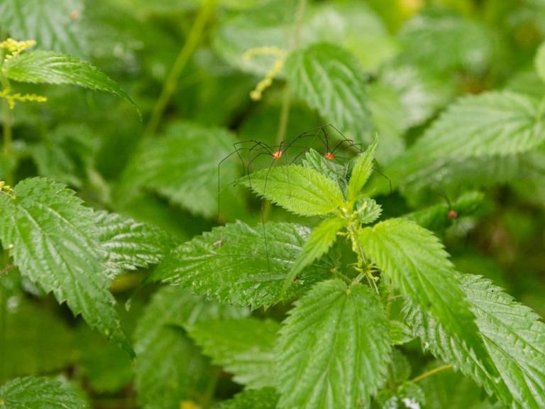 Figeac : Menons l'enquête : à la recherche des habitants de la forêt