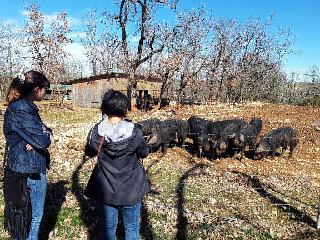 Visites gourmandes à la ferme du Tessou