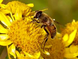 Figeac : Fête de l'abeille 