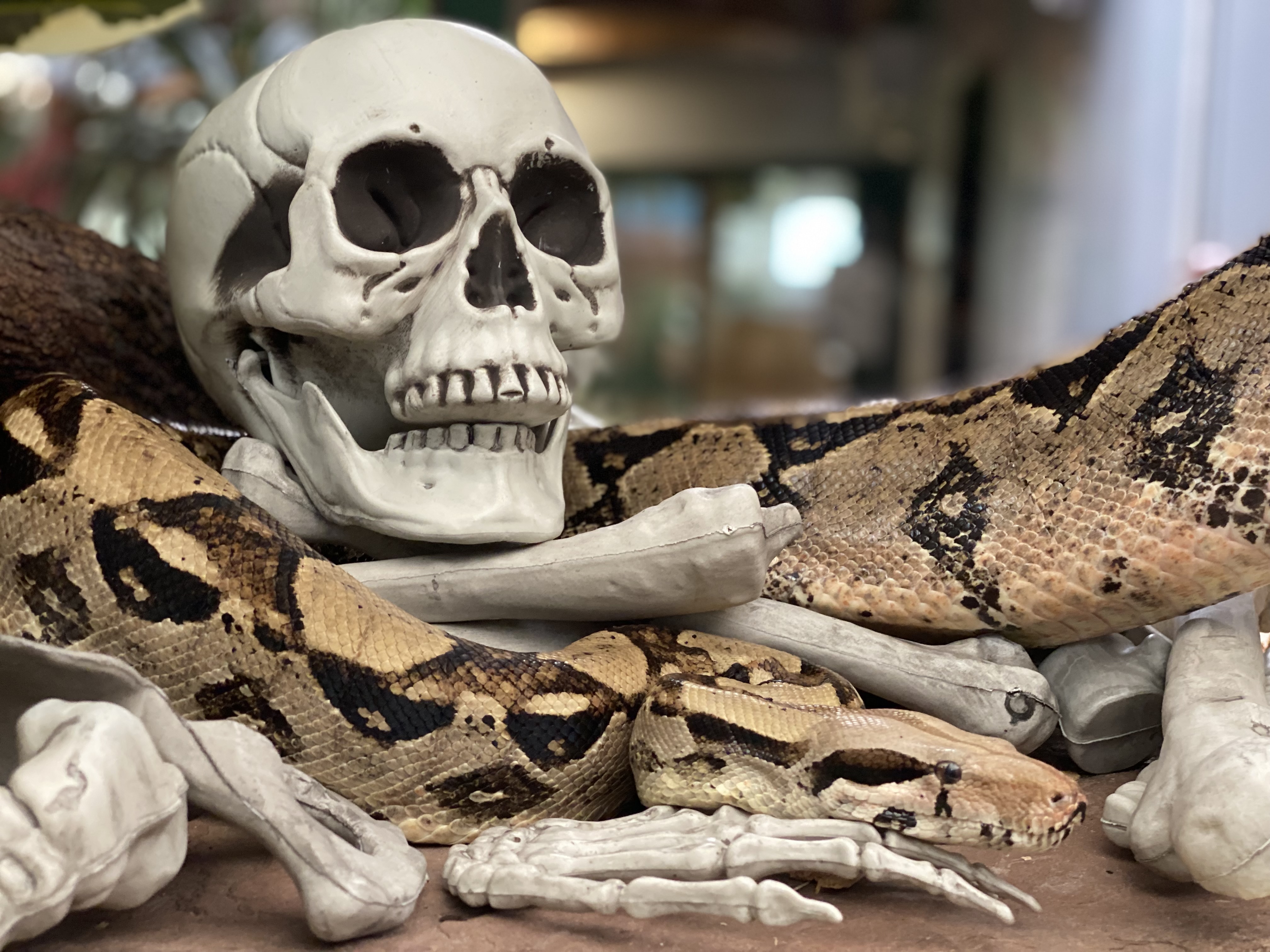 Halloween à Reptiland