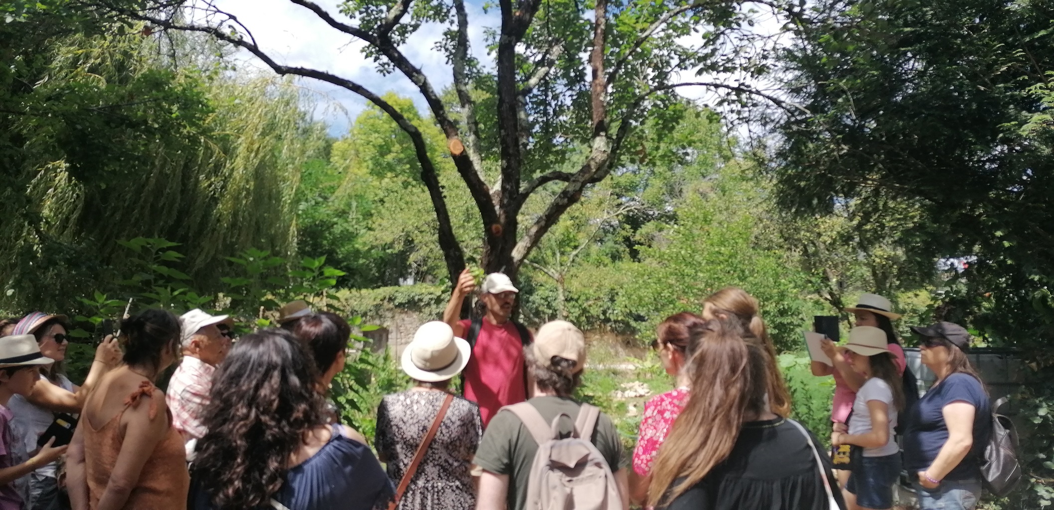 Figeac : Sortie Botanique: Plantes Sauvages Comestibles et Médicinales