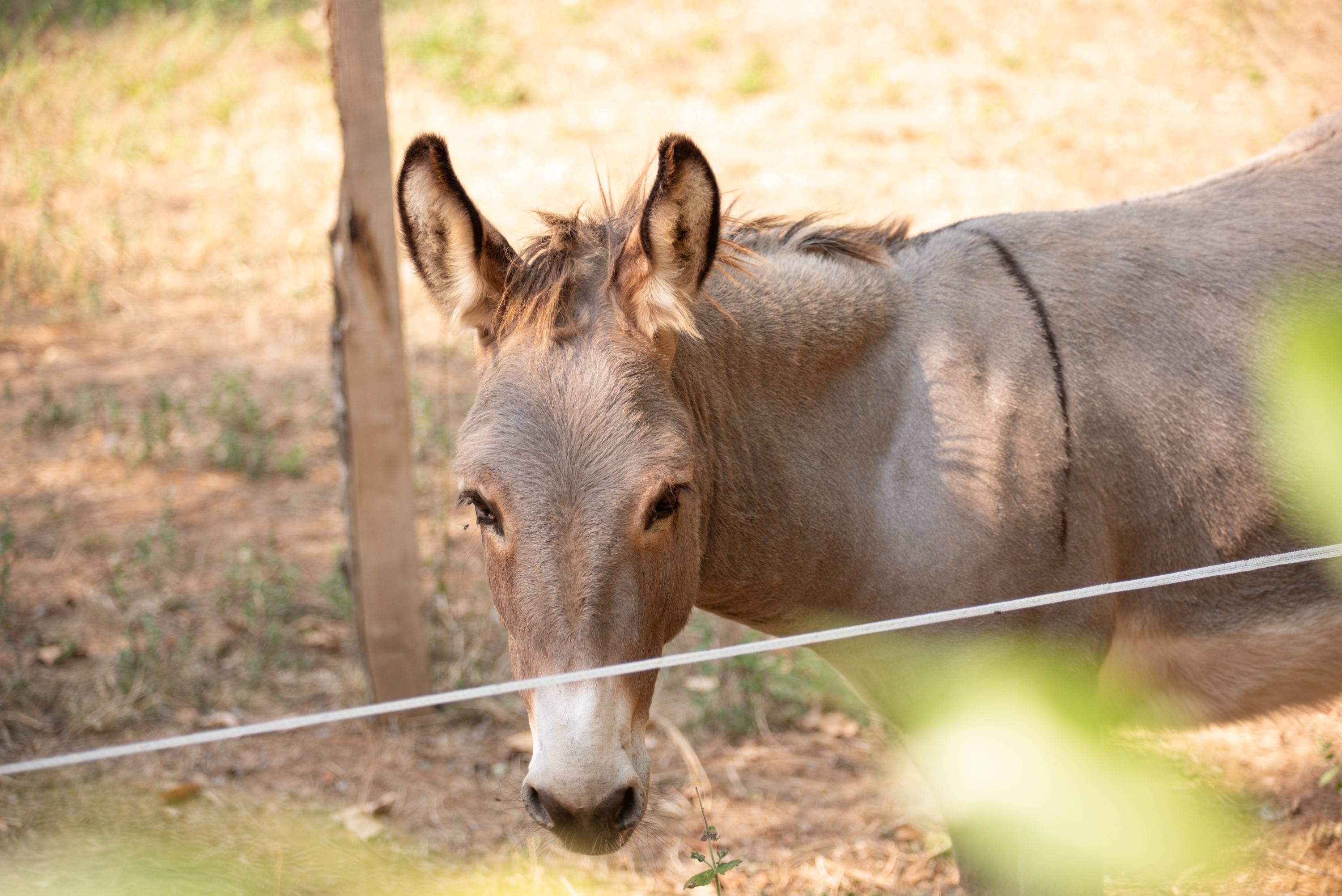 Figeac : Atelier-conférence sur les animaux à la ferme : initiation à la communication animale