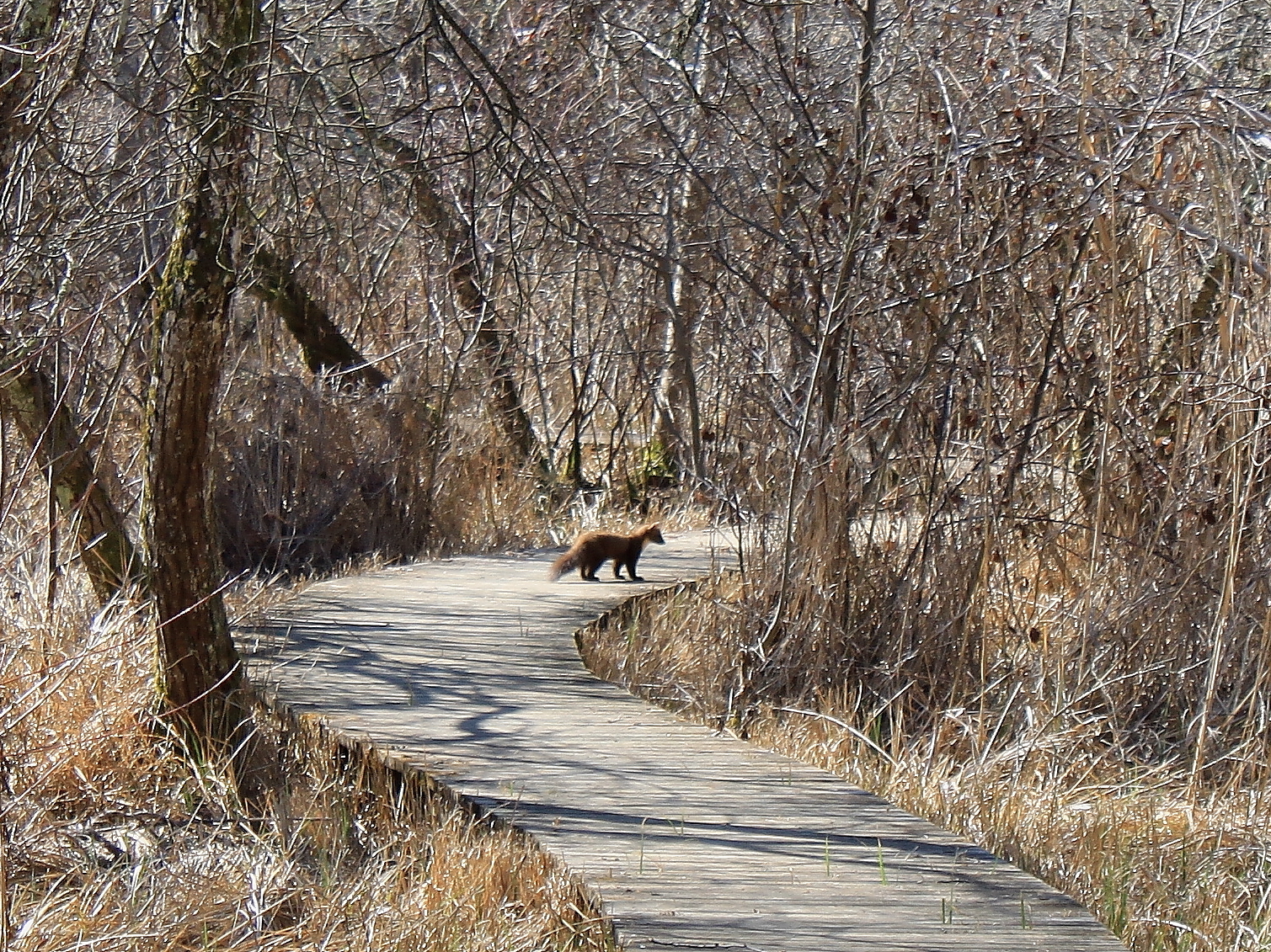 Figeac : Marais de Bonnefont 