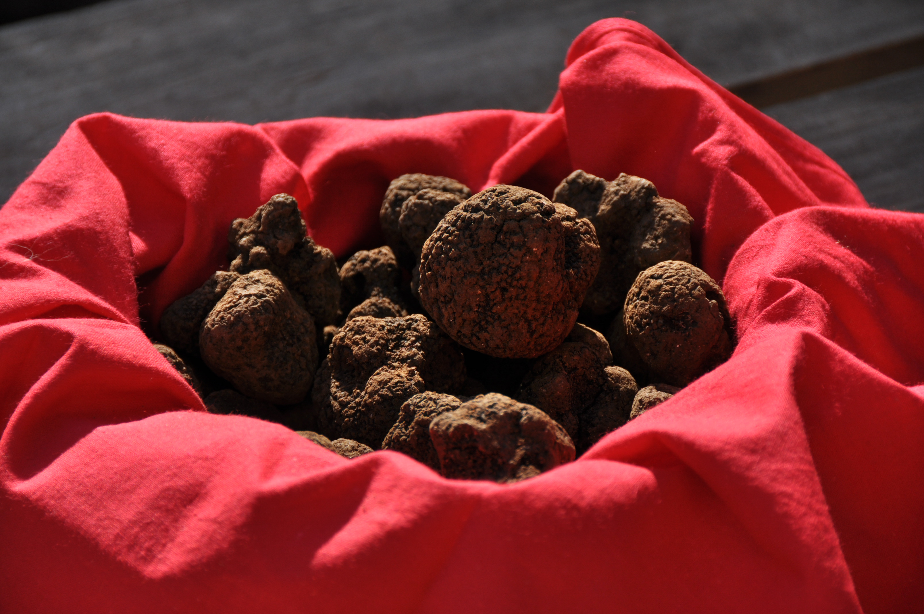 Figeac : Fête de la truffe à Lalbenque