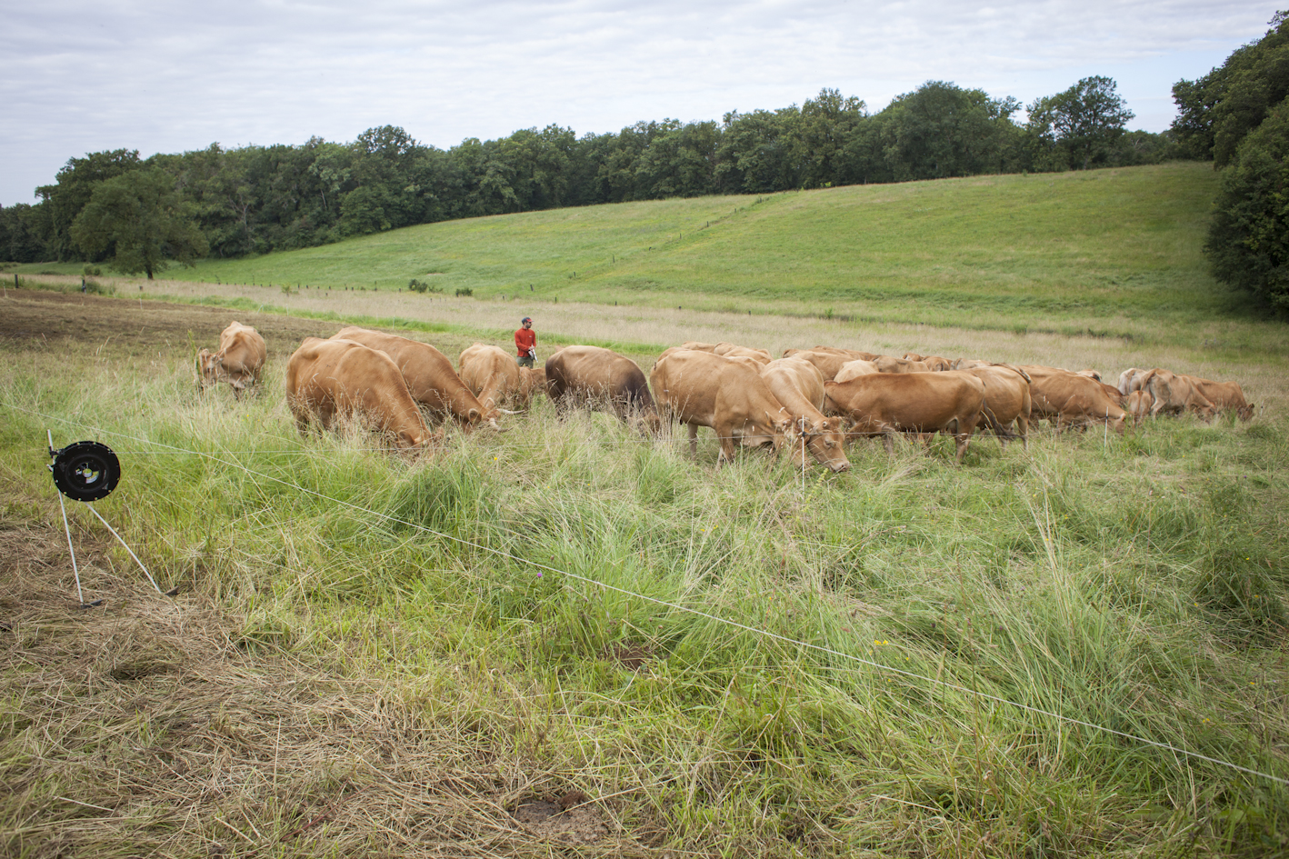 Figeac : Plantes et Cie : pastoralisme et protohistoire