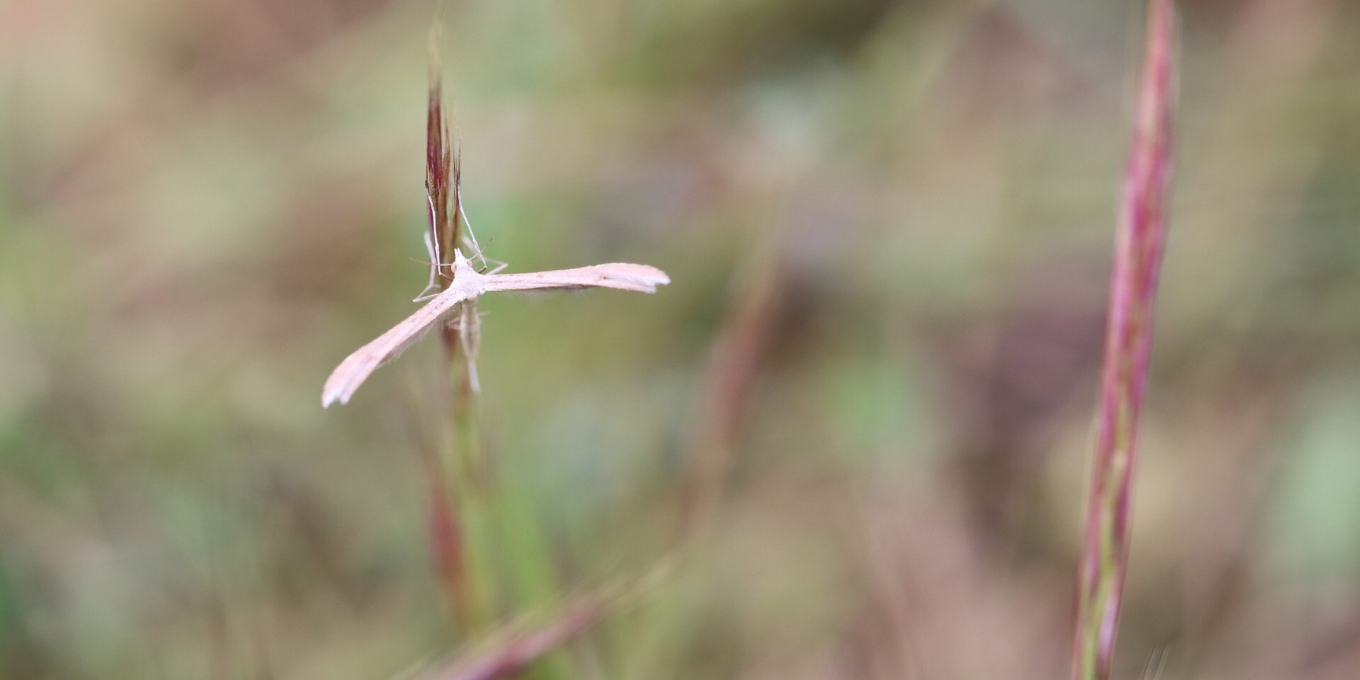 Figeac : Sortie nature : les papillons de nuit
