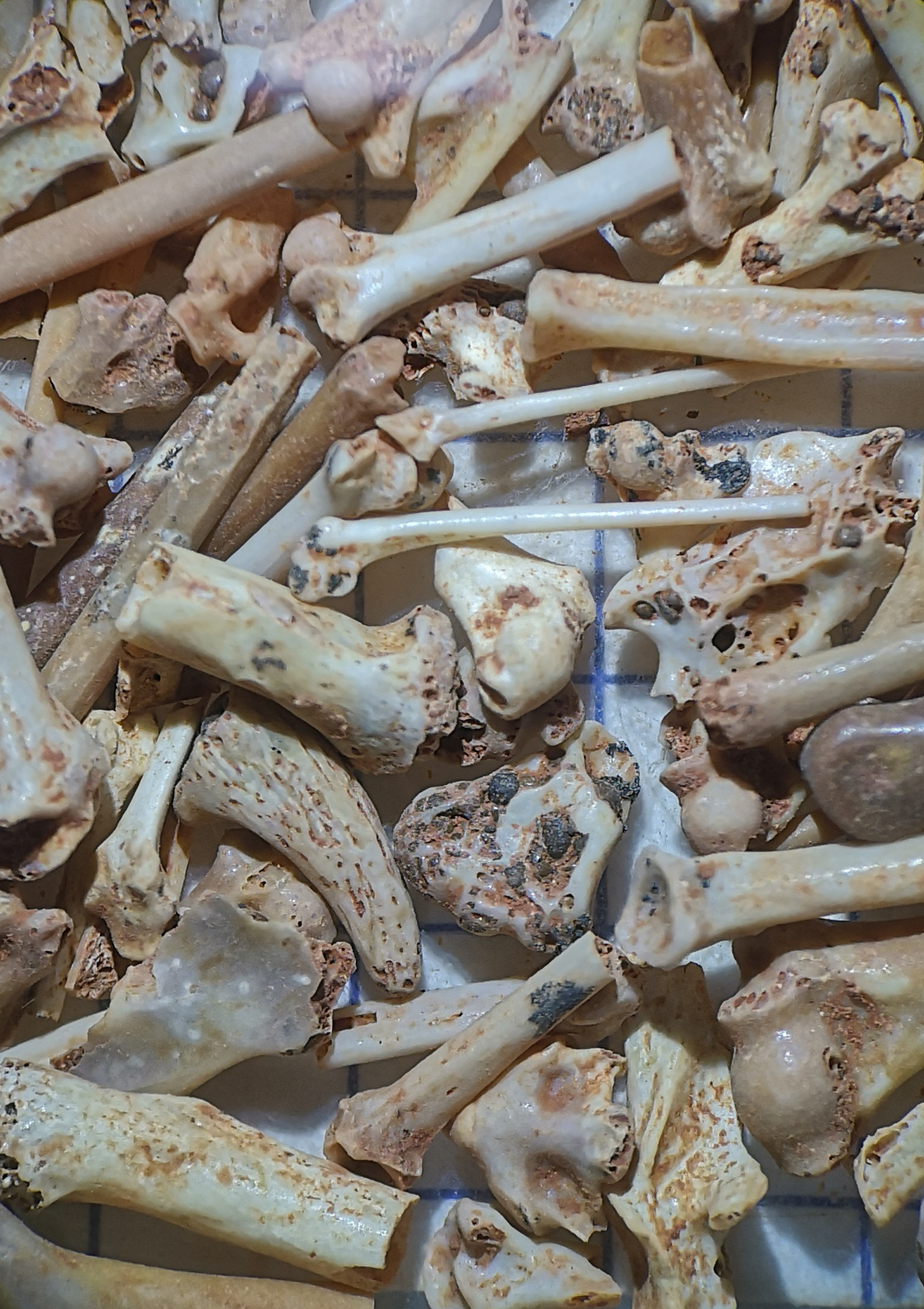 Figeac : Les fossiles des phosphatières à la loupe <br />
Atelier de tri des fossiles