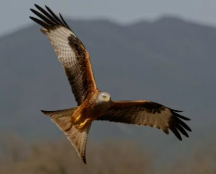 Figeac : Les rapaces de Castelnau