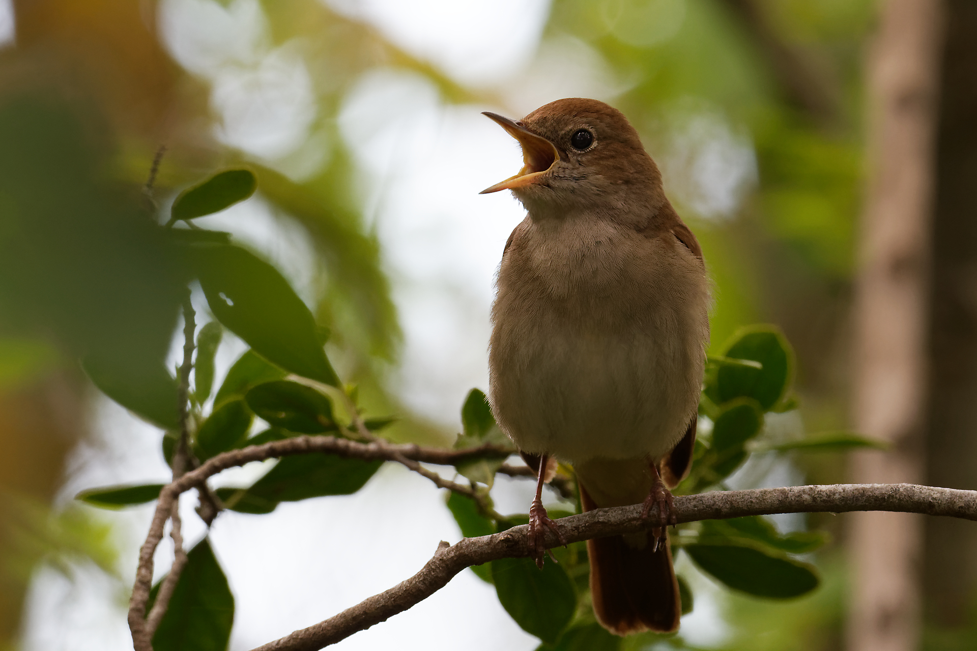 Figeac : Les sons des oiseaux