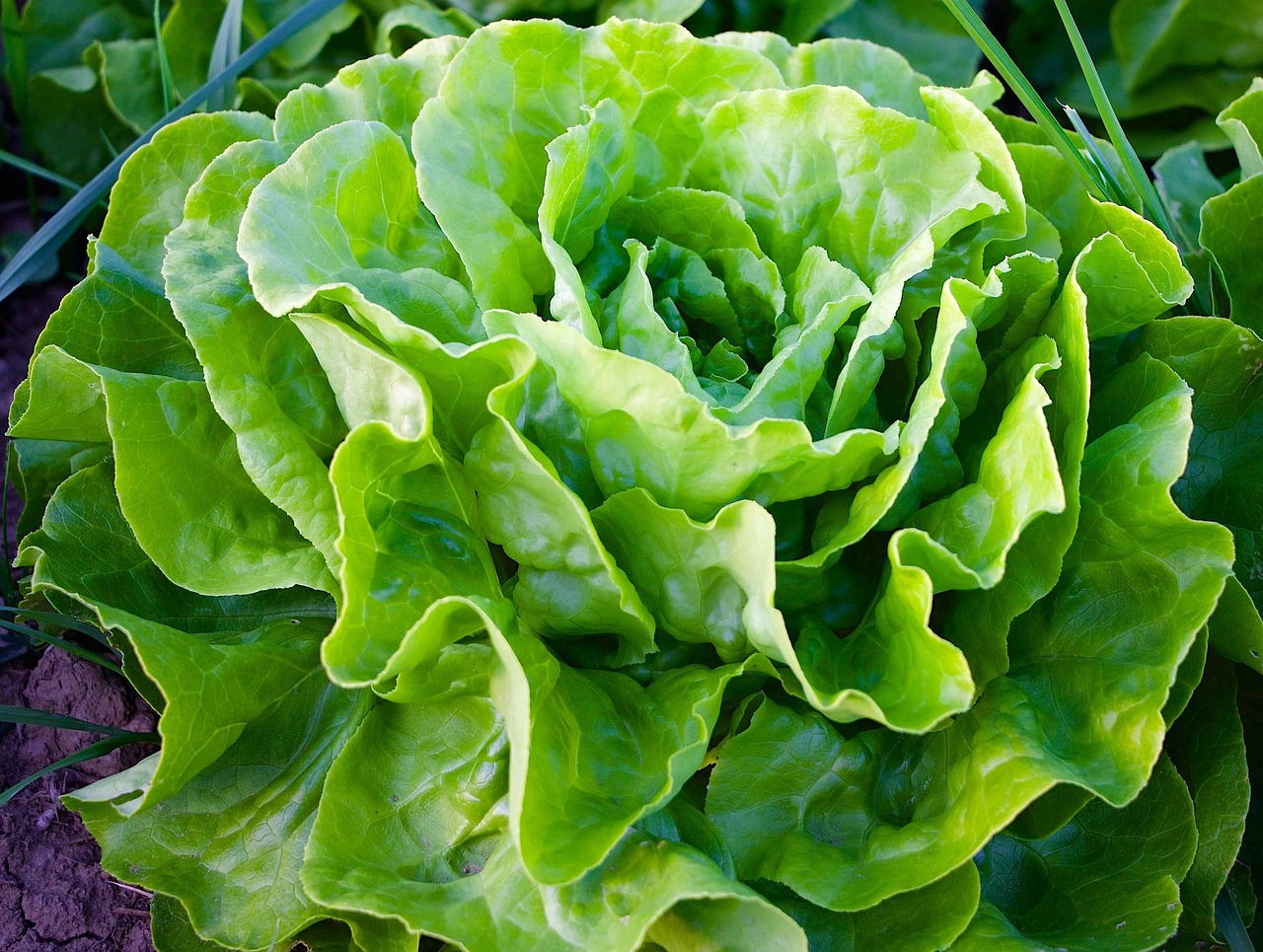 Figeac : Rencontre culturelle d'arts plastiques : C'est pas (que) des salades par la Cie Les Philosophes barbares
