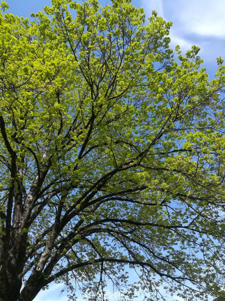 Figeac : Conférence sur les arbres sauvages comestibles