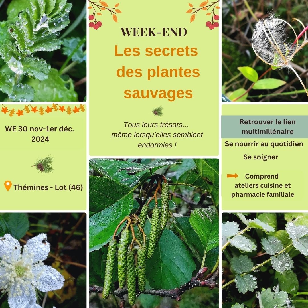 Les secrets des plantes sauvages avec Caroline Calendula à Thémines