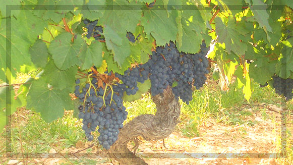 Figeac : Soirée vigneronne au Domaine du Peyret